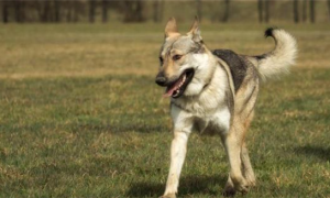 捷克狼犬在中国禁养吗