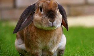 中国兔子最常见的品种图片