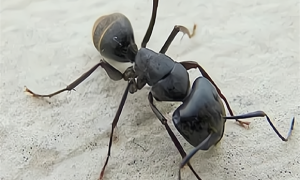蚂蚁最爱吃的东西