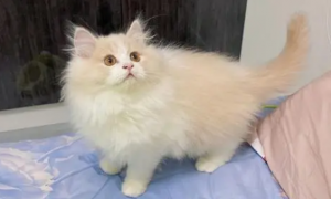 猫乳白长毛猫是什么品种
