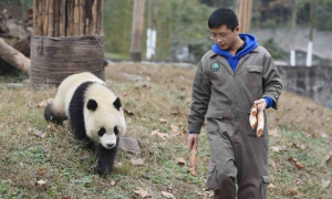 熊猫饲养员工资多少
