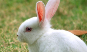 肉兔一个月能长多少斤