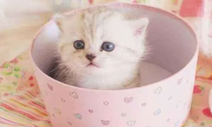 茶杯猫小猫多少钱一只
