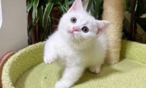 纯白矮脚猫是什么品种