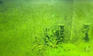 缸壁上的绿藻说明水质差吗