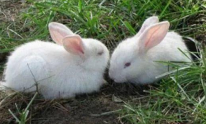 成年侏儒兔和一般兔子的对比