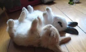 兔子睡觉姿势