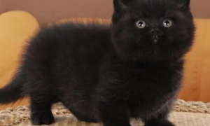 纯黑矮脚猫是什么品种
