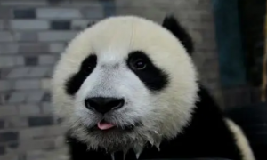 大熊猫食物的种类有哪些
