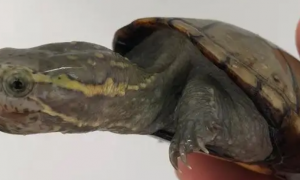 头盔蛋龟怎么养