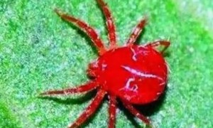 红色蜘蛛特别小