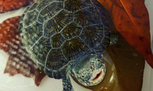 欧泽水龟能冬眠吗