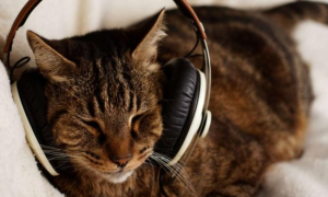 专门给猫听的音乐