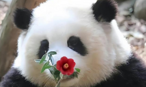 熊猫和花为什么不长个
