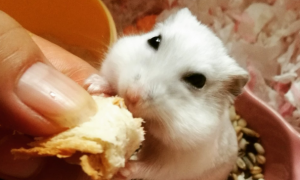 仓鼠能吃面包吗