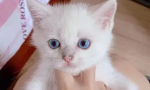 怎么看银点猫的蓝眼红瞳