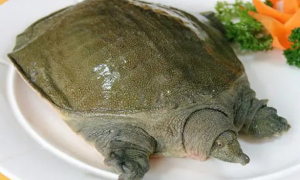龟鱼怎么煮才没有毒吗