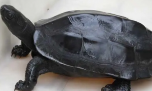 墨龟全黑能长多大