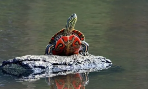 西锦龟长大很丑