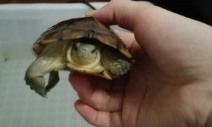 小青龟能活多久