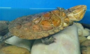 最接近陆龟的半水龟