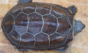 6-7厘米草龟一天喂几次龟粮