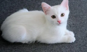 白色中华田园猫是什么品种