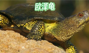欧泽龟是保护动物吗