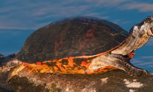 红腹龟是深水龟吗