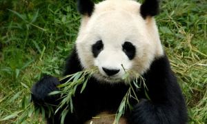熊猫名字有哪些