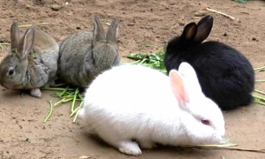 兔子分公母最简单方法
