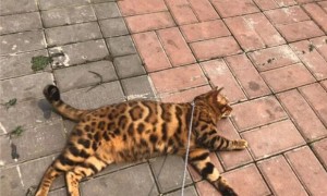 孟加拉豹猫品相怎么看