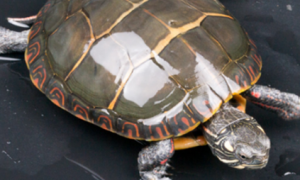 西锦龟养殖方法和注意事项