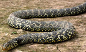 大王蛇最大能长到几斤