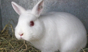 兔粪多少钱一斤