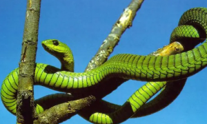 非洲树蛇有毒吗