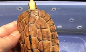 黄面澳龟怎么家养