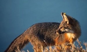 灰狐的体貌特征图片