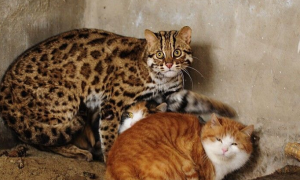 孟加拉豹猫哪个颜色最贵
