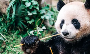 小熊猫就中国有吗