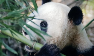 大熊猫别名有哪些