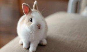 兔子的特点和生活特征