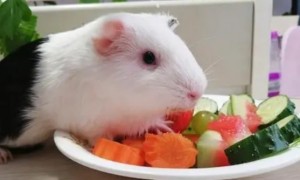 豚鼠吃什么食物最好