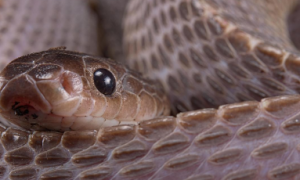 蛇的雌雄鉴别方法