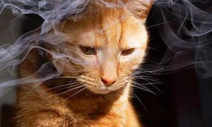 主人吸烟对猫有影响吗
