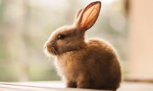 兔子生气的表现