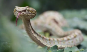 云南的毒蛇有哪几种颜色