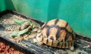 豹纹陆龟成年图片