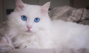 蓝眼睛的猫好不好