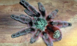 厄瓜多尔紫腿蜘蛛百度百科